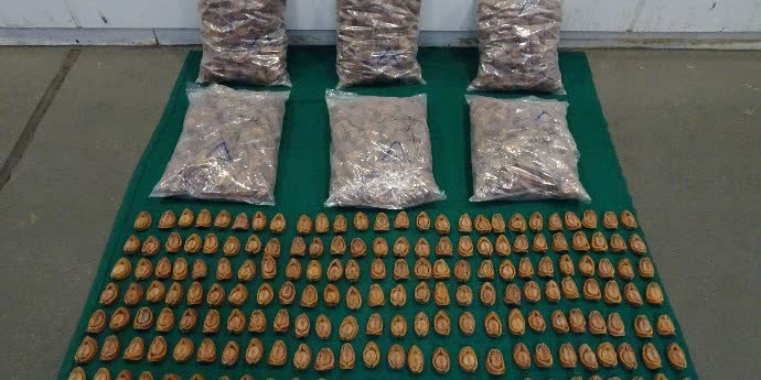 HK Customs Seizes Suspected Smuggled Dried Abalone Worth About HK 1 95