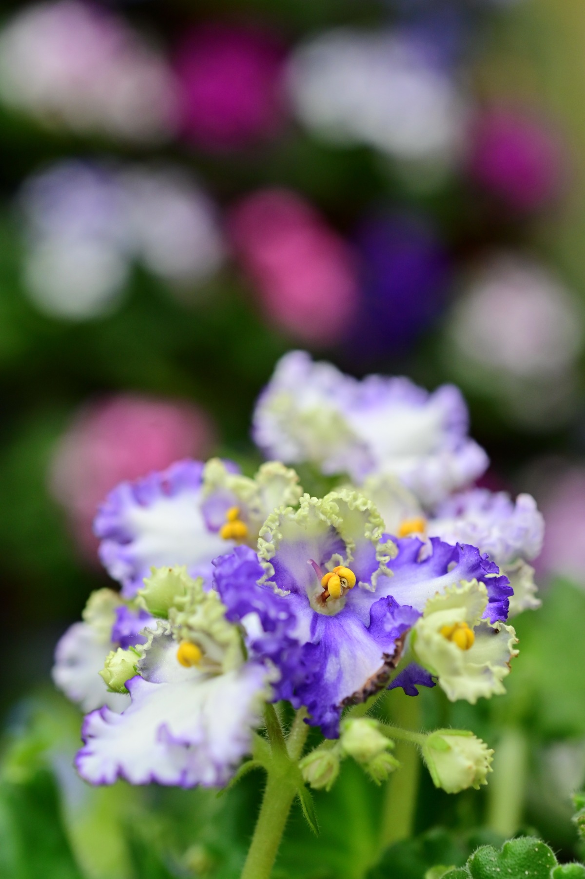 是次專題展覽亦設展板詳細介紹其生長習性與培植要點，例如栽種的理想溫度、光照和適宜培植的土壤等。