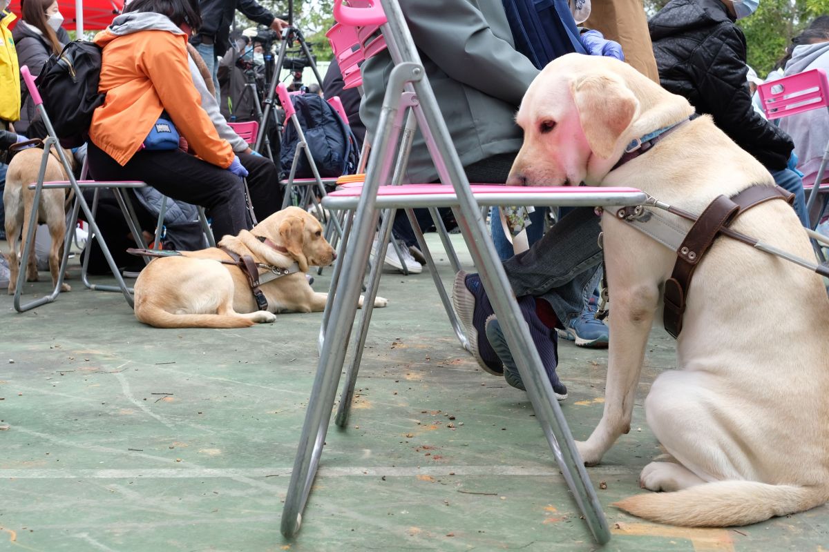 香港導盲犬訓練學校今日舉行動土儀式。（點新聞記者麥鈞傑攝）