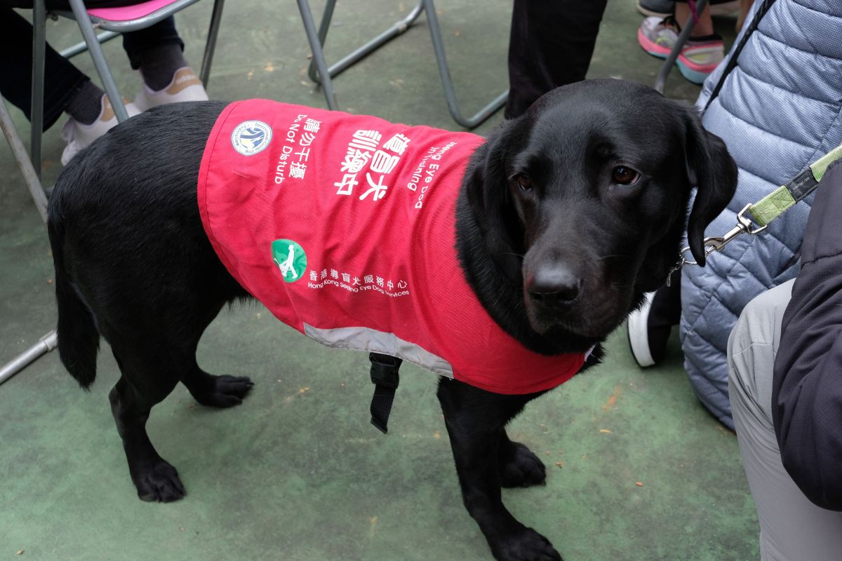 香港導盲犬訓練學校今日舉行動土儀式。（點新聞記者麥鈞傑攝）