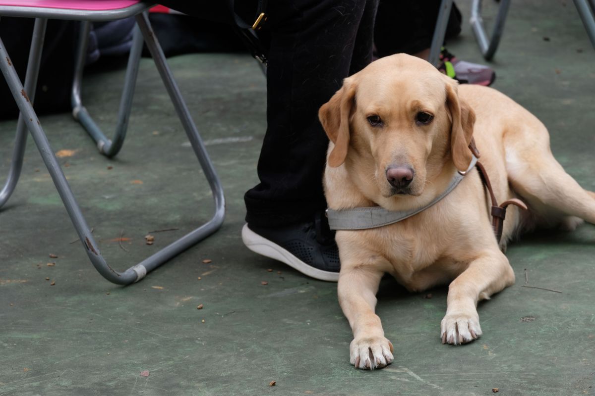 香港導盲犬訓練學校今日舉行動土儀式。（點新聞記者麥鈞傑攝）