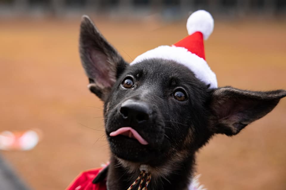 聖誕節又到，全城祈盼，穿紅戴綠的警犬亦來到市民身邊，祝香港市民聖誕快樂！（警方fb圖片）