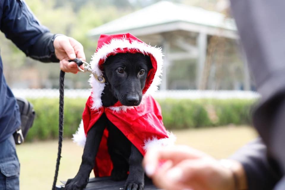 聖誕節又到，全城祈盼，穿紅戴綠的警犬亦來到市民身邊，祝香港市民聖誕快樂！（警方fb圖片）