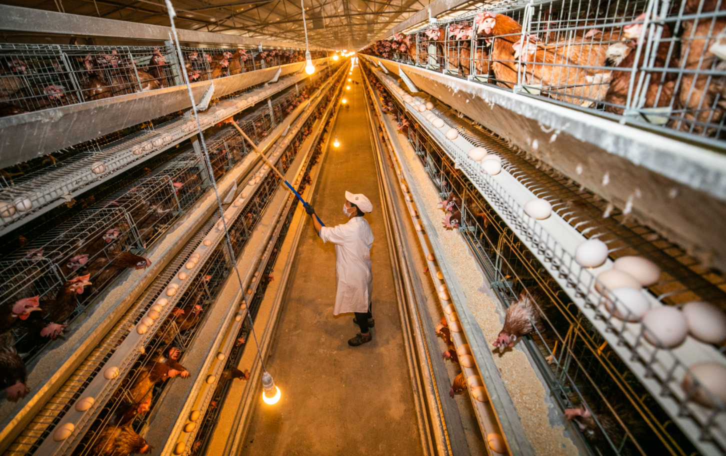 韓國禽流感疫情持續本地雞蛋供不應求價格高升- 國際- 點新聞