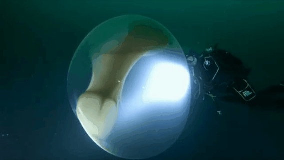 Divers vs. Giant squid eggs (Internet)