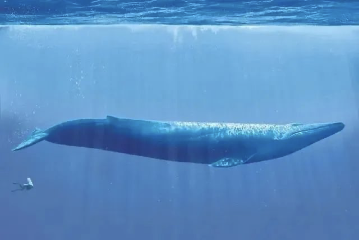 Blue whales vs. Divers (Internet)