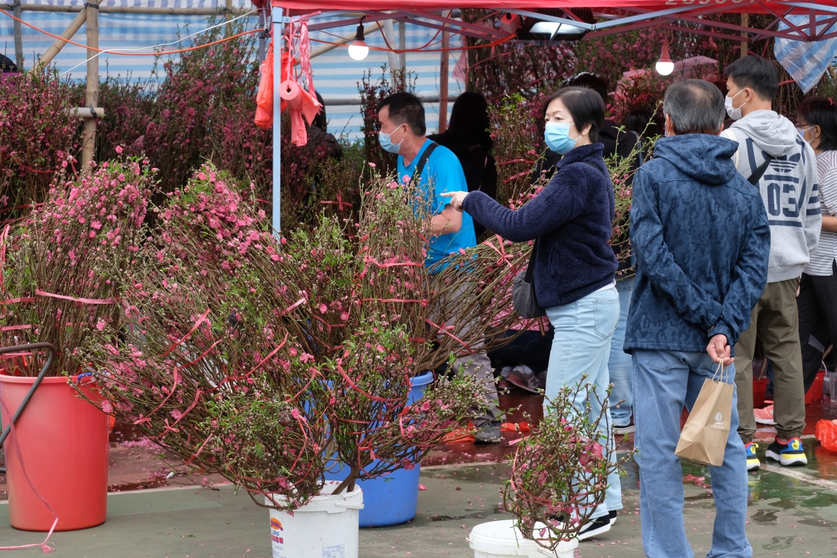 牛年年宵花市6日開鑼，在全港15個地點舉行。新冠肺炎疫情下，人潮雖不及往年，但今日（9日）仍有不少市民到花市閒逛，開心揀選桃花、蘭花、年桔等好意頭的植物，為家居添彩。（點新聞記者麥鈞傑攝）
