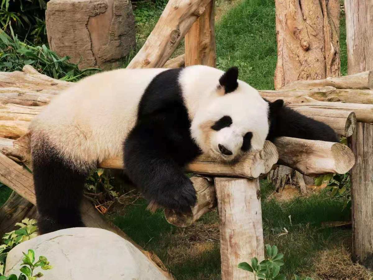 大熊貓懶洋洋地休息。(點新聞記者攝)