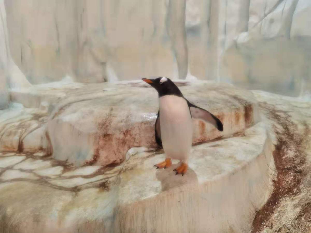 巴布亞企鵝。(點新聞記者攝)