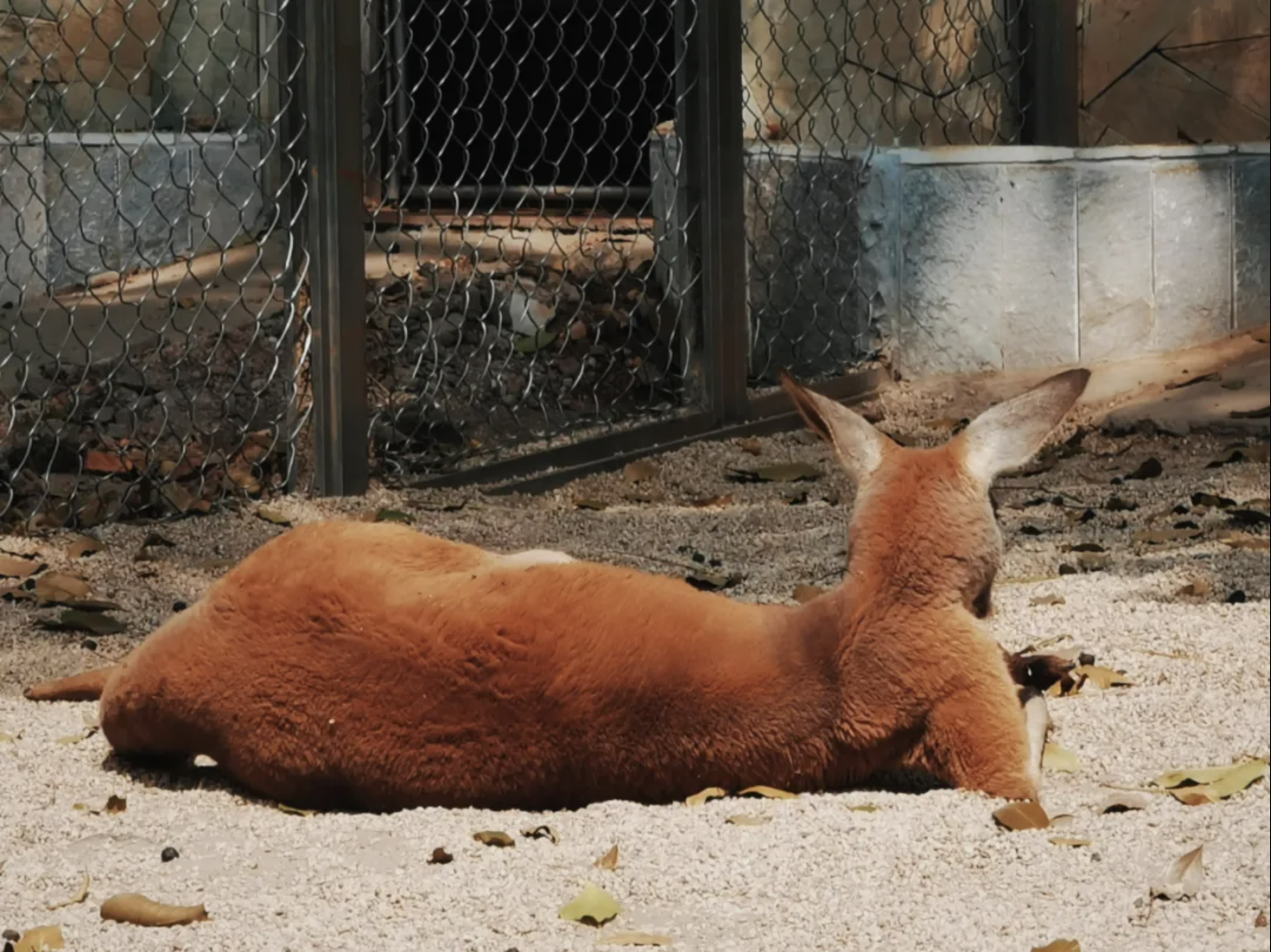 不懼炎炎夏日，袋鼠寶寶留下一個妖嬈背影。