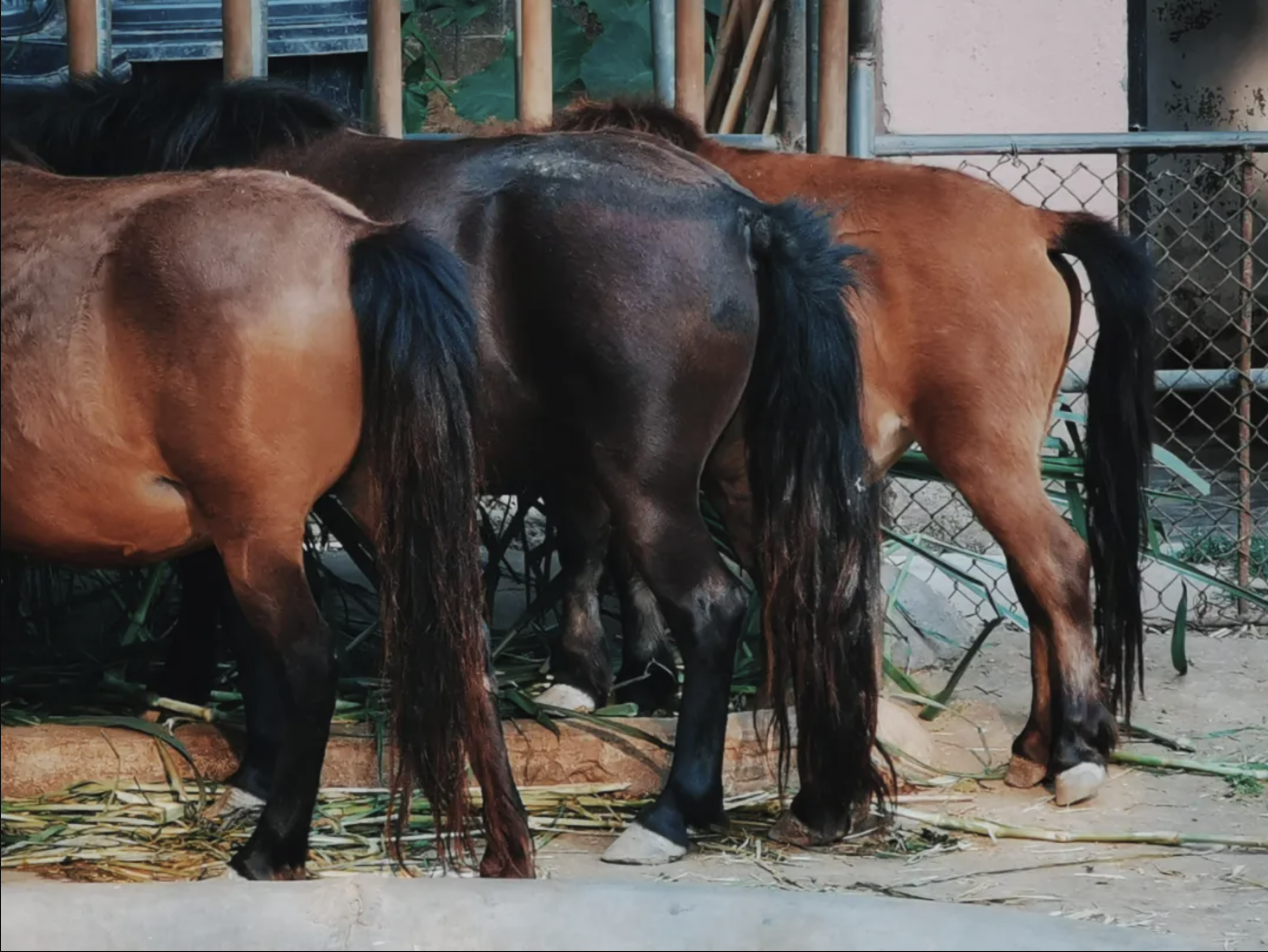 來自歐洲的矮腳馬，個子矮當然是為了方便大家「拍馬屁」。