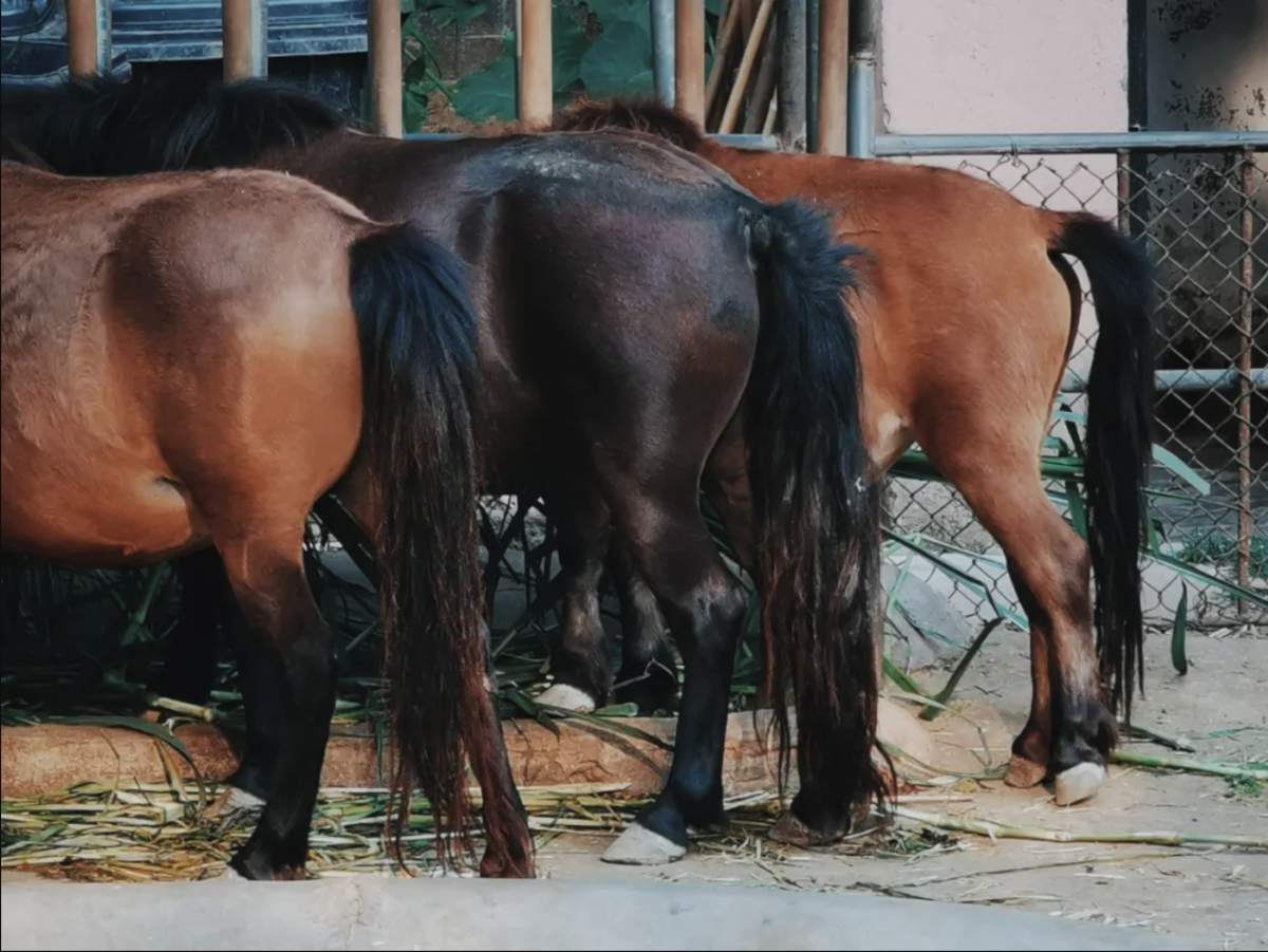 來自歐洲的矮腳馬，個子矮當然是為了方便大家「拍馬屁」。