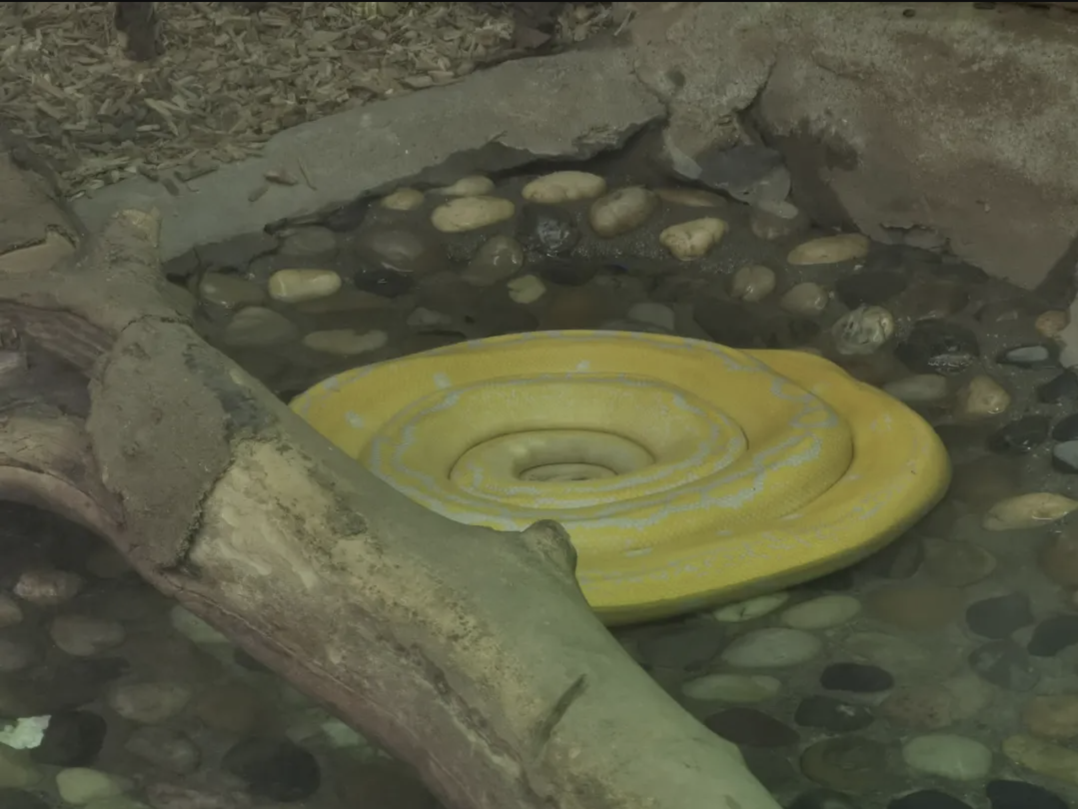 「沒頭沒尾」的黃金蟒，假裝自己是個漩渦。