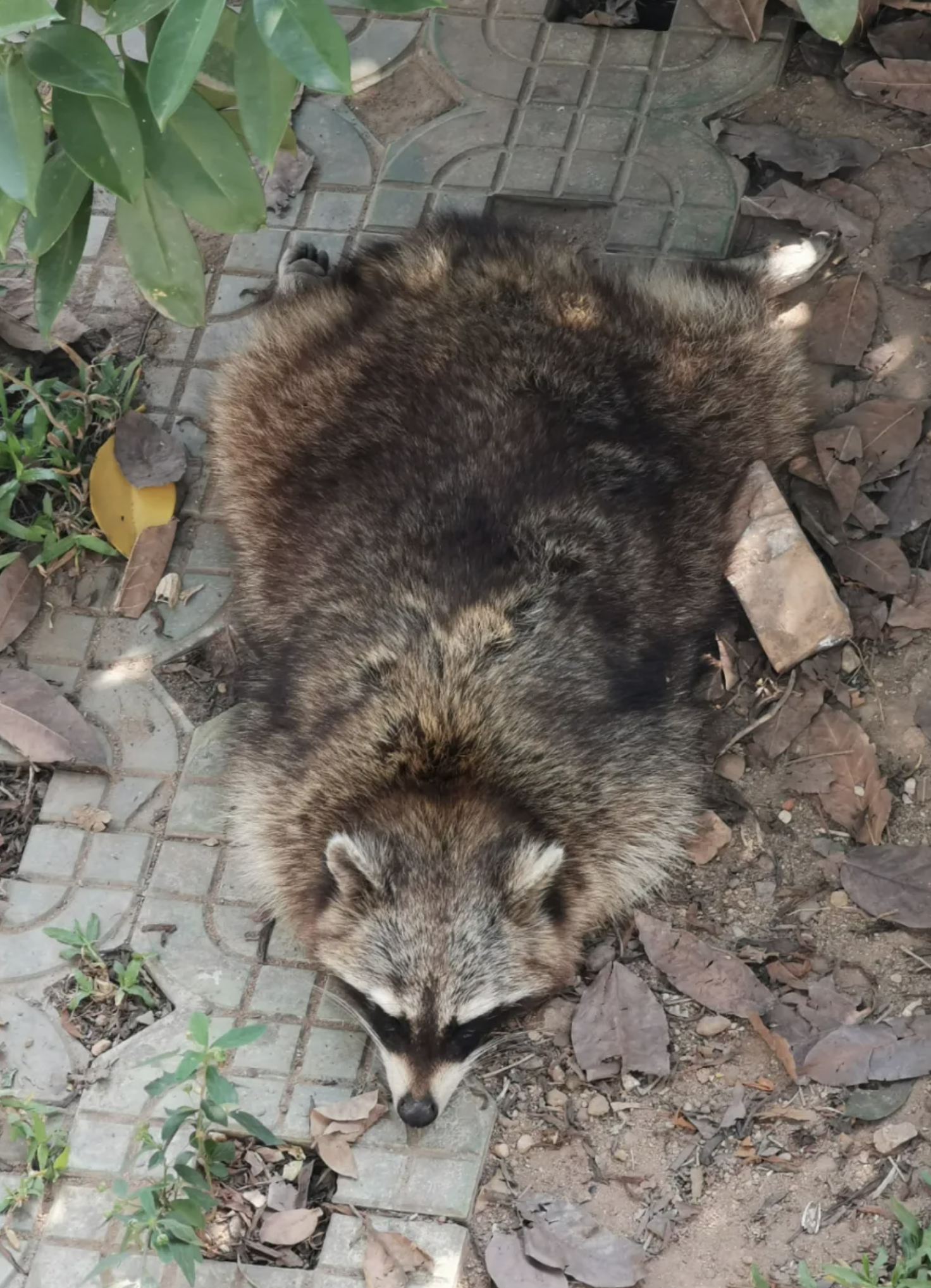 你永遠喊不醒一張裝睡的「地毯」。
