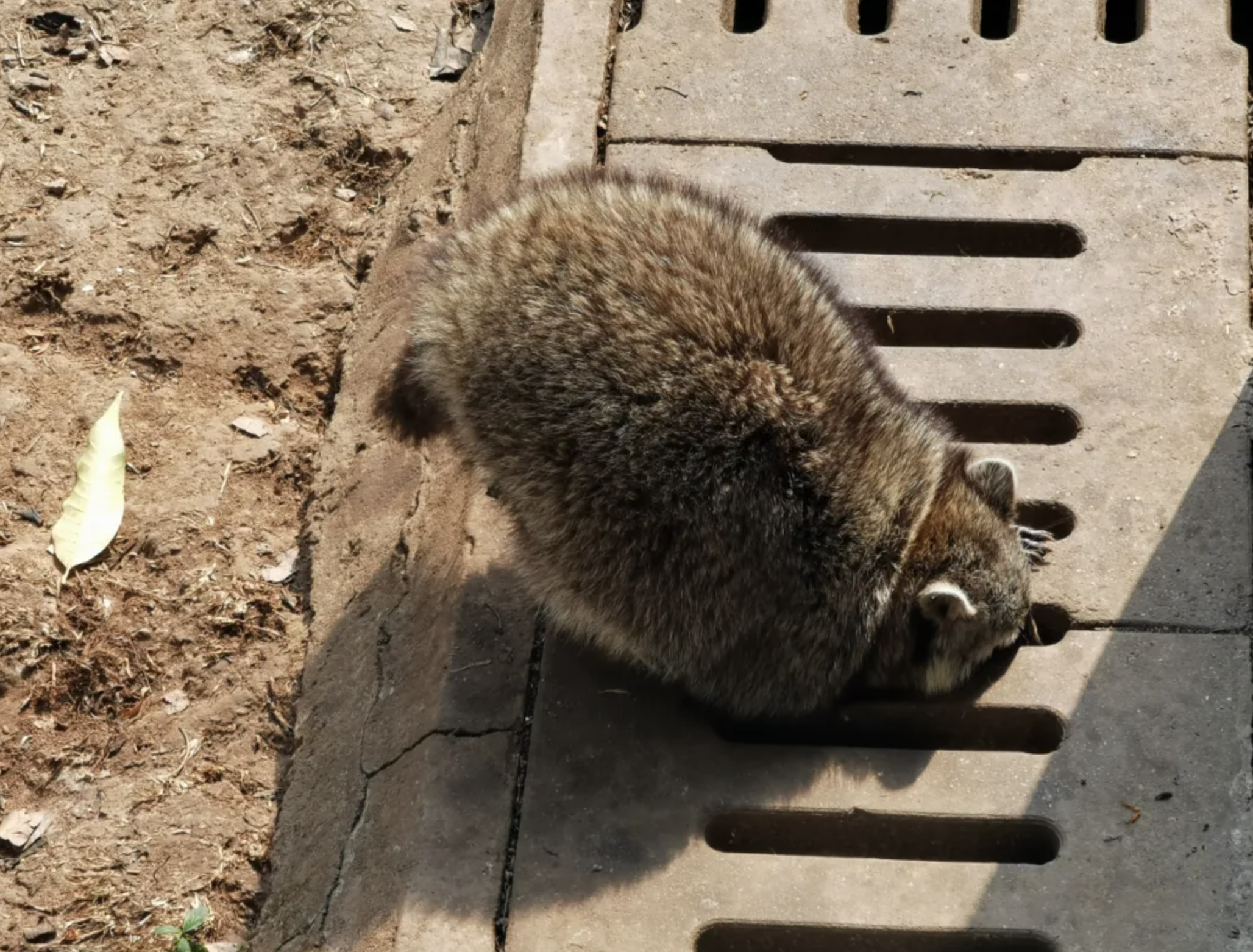 在找食物這件事情上永遠不會偷懶。