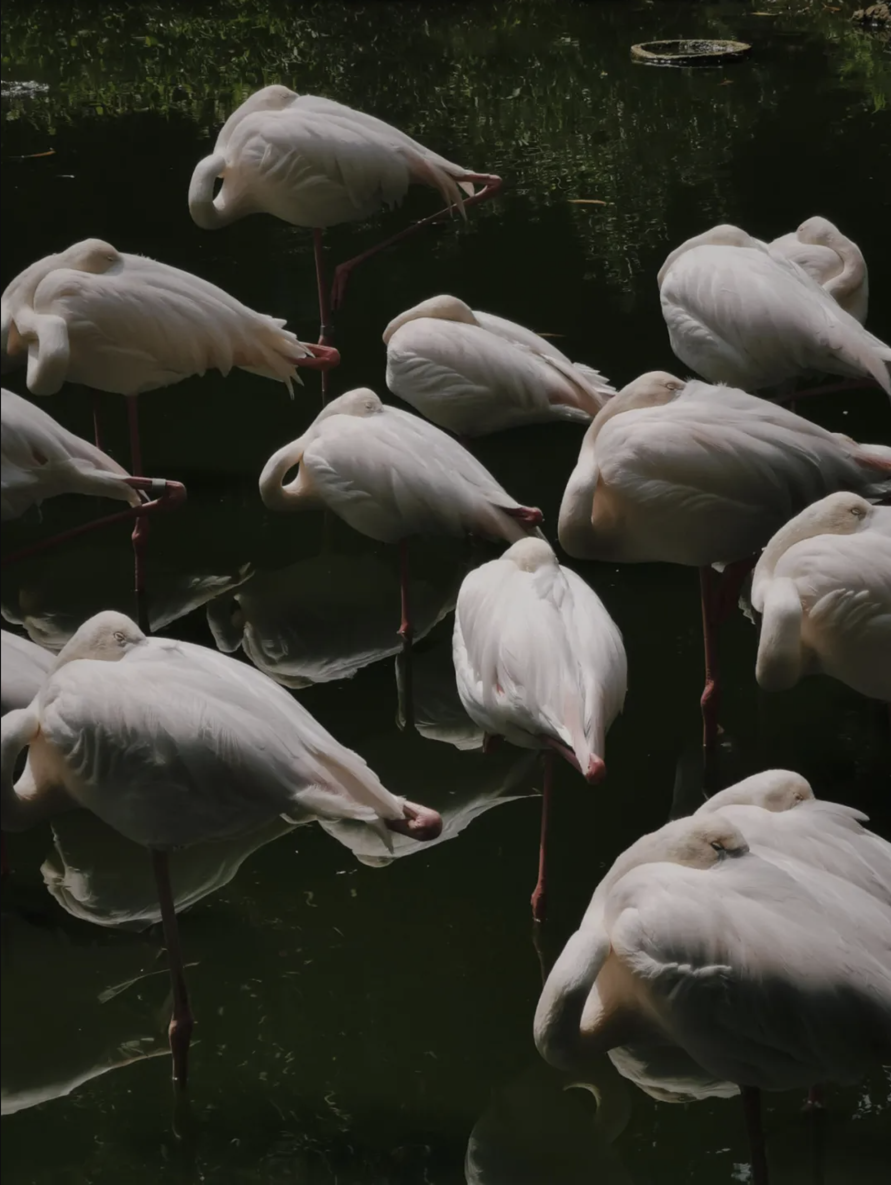 下面是長腿組，畫風突然優雅起來。雖然在集體午睡，腿還是要秀的。