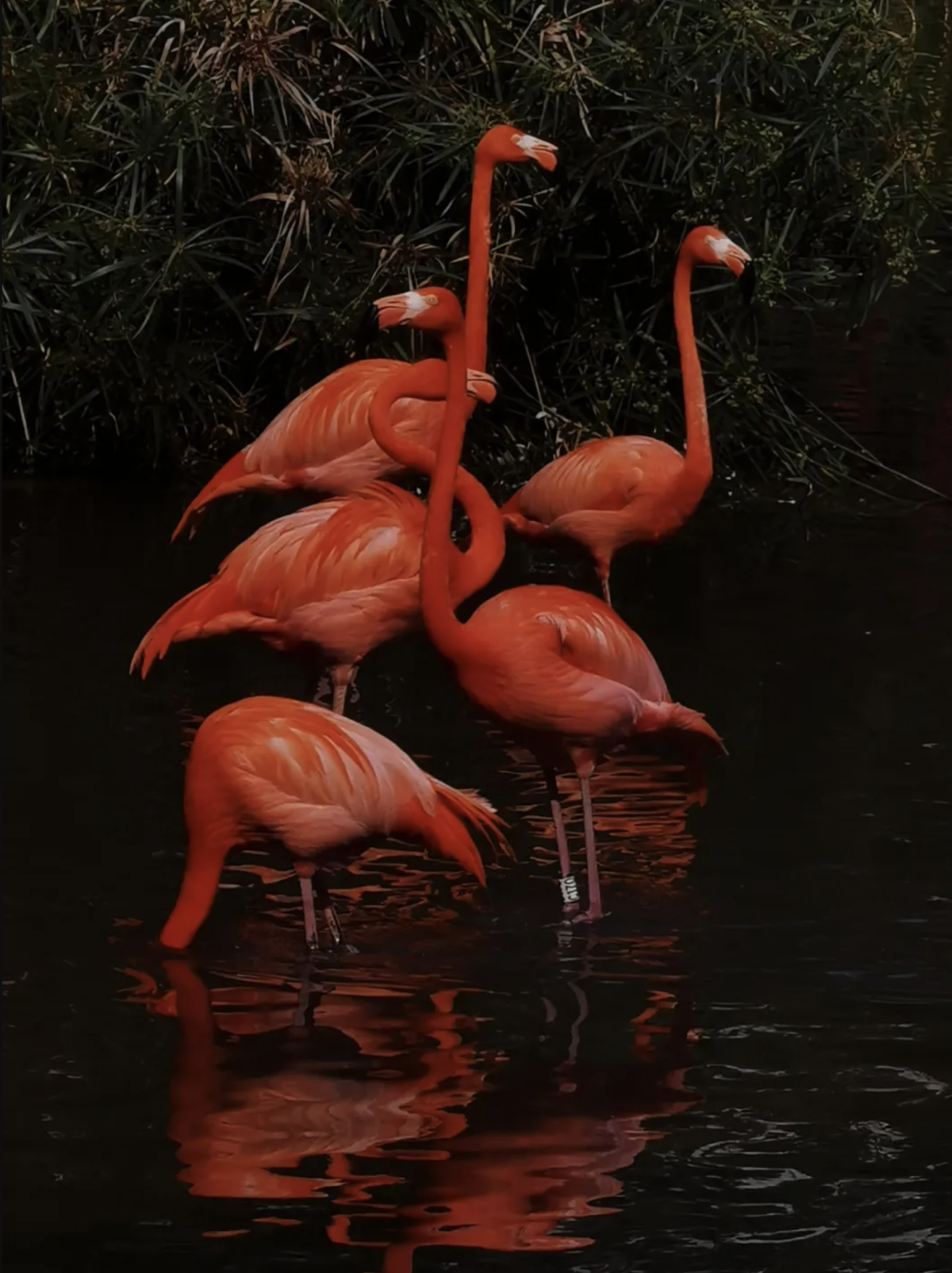 下面是選美冠軍——火烈鳥家族！