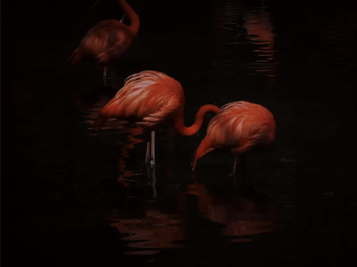 優雅的水上火烈鳥。