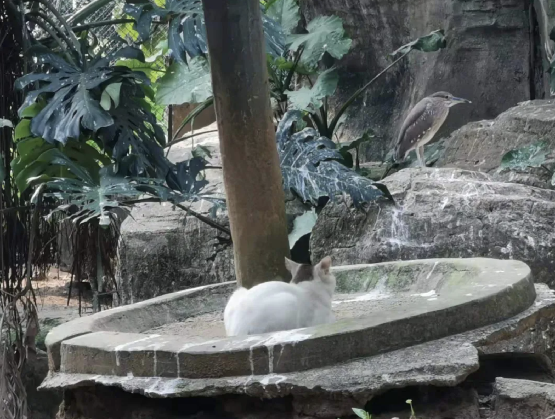 最後附送一隻走錯片場的貓，它就這麼在候鳥區靜靜地蹲着。