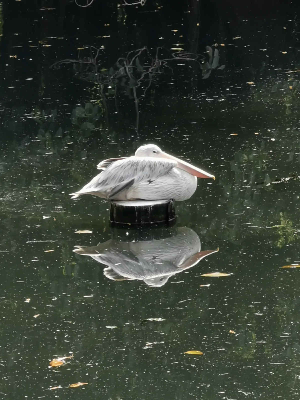 腿長不夠，嘴巴來湊。