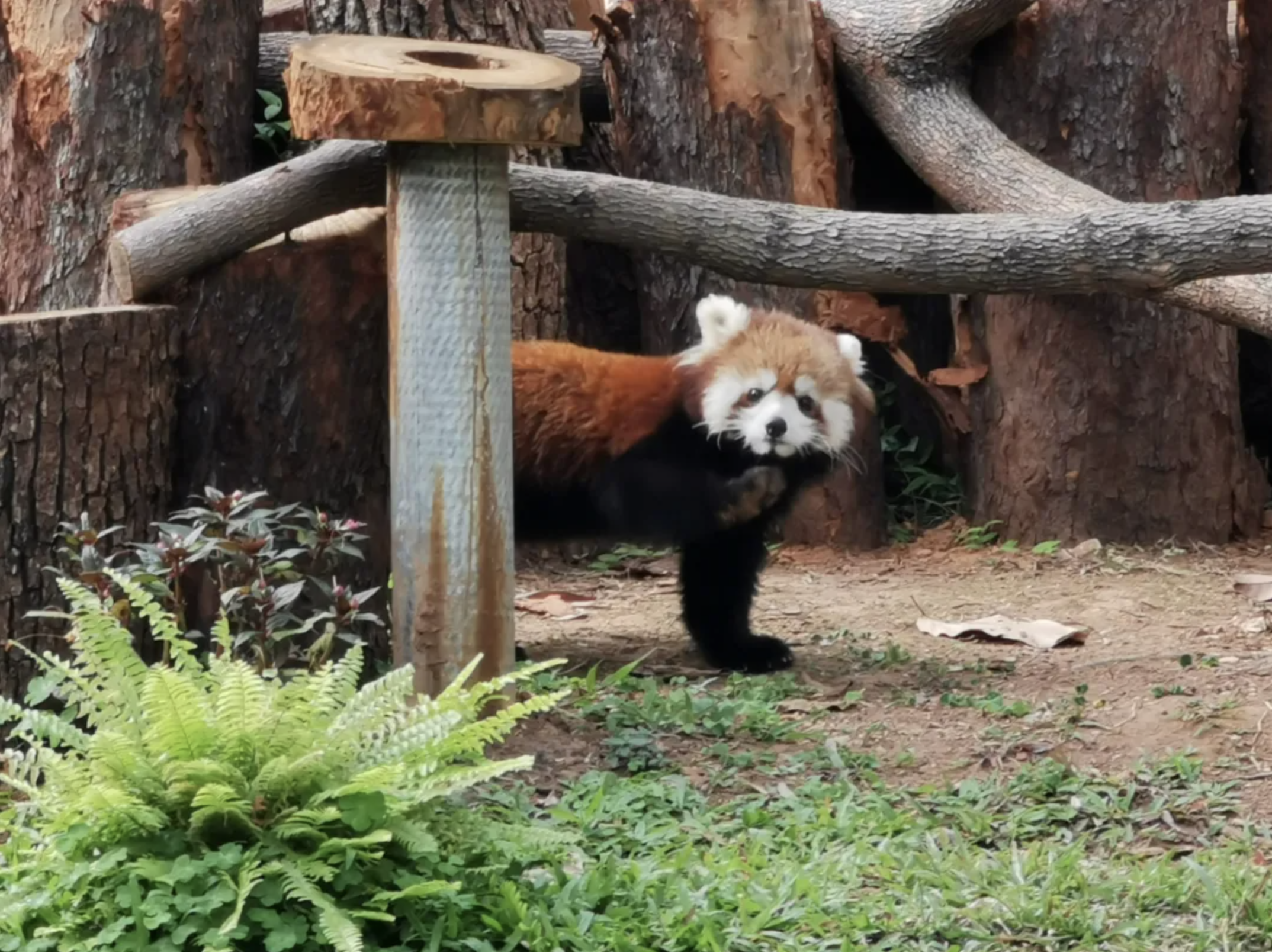 害羞又好奇的小熊貓，它這麼萌它自己知道嗎？