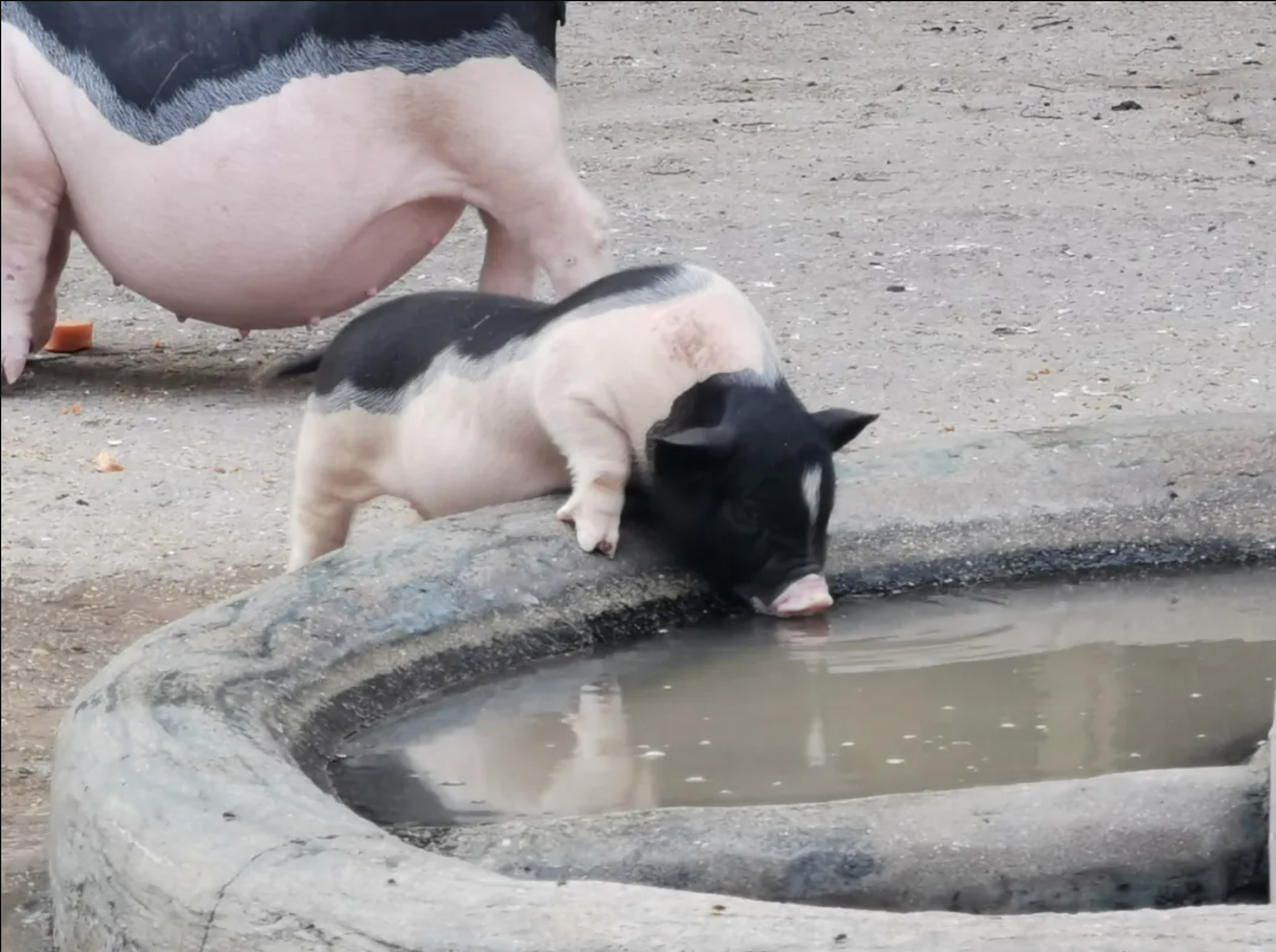 這是香豬，雖然長大後它的塊頭和菜市場裏的豬沒區別。