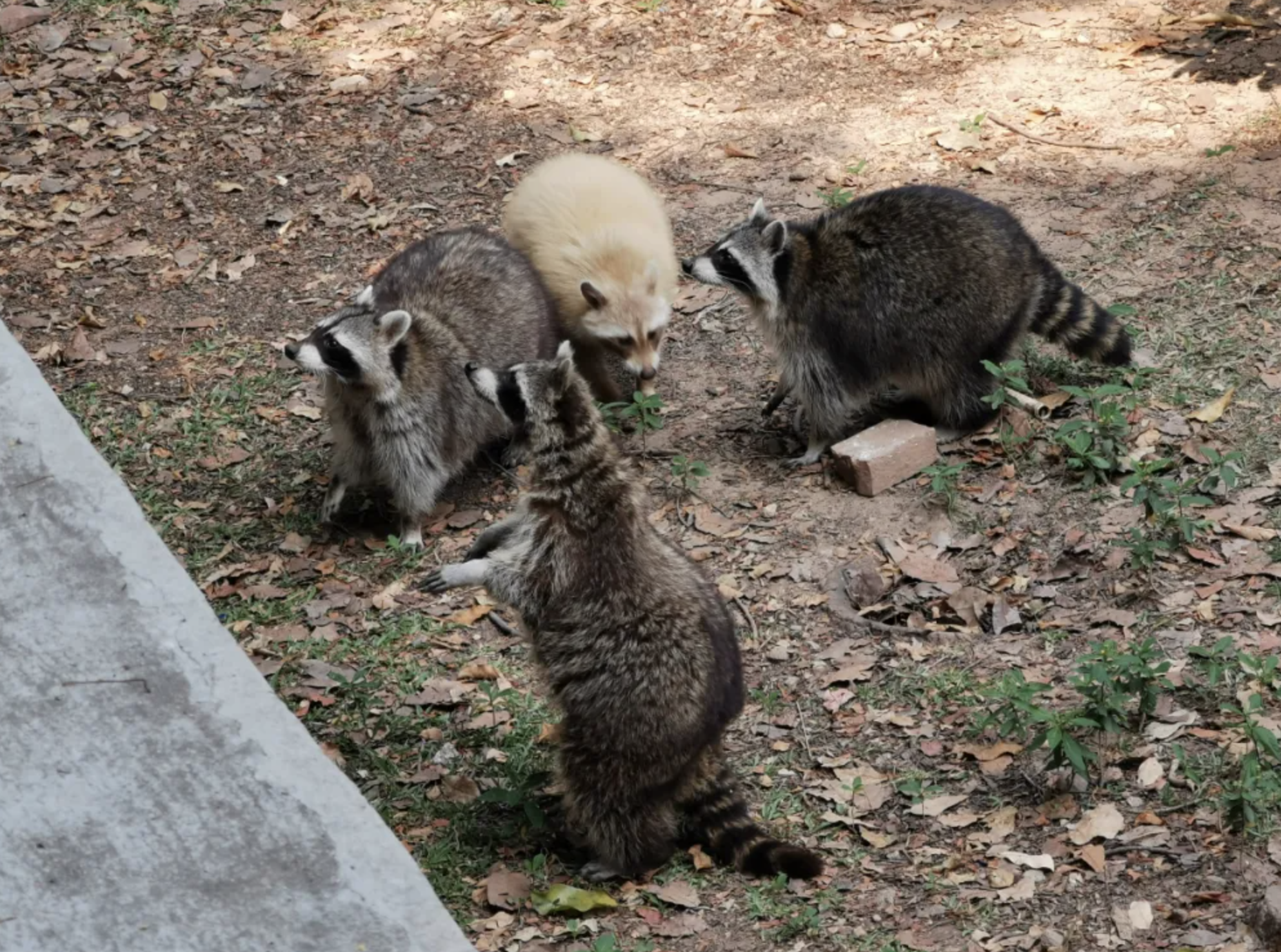 下面有請園區中最大的咖——浣熊家族。