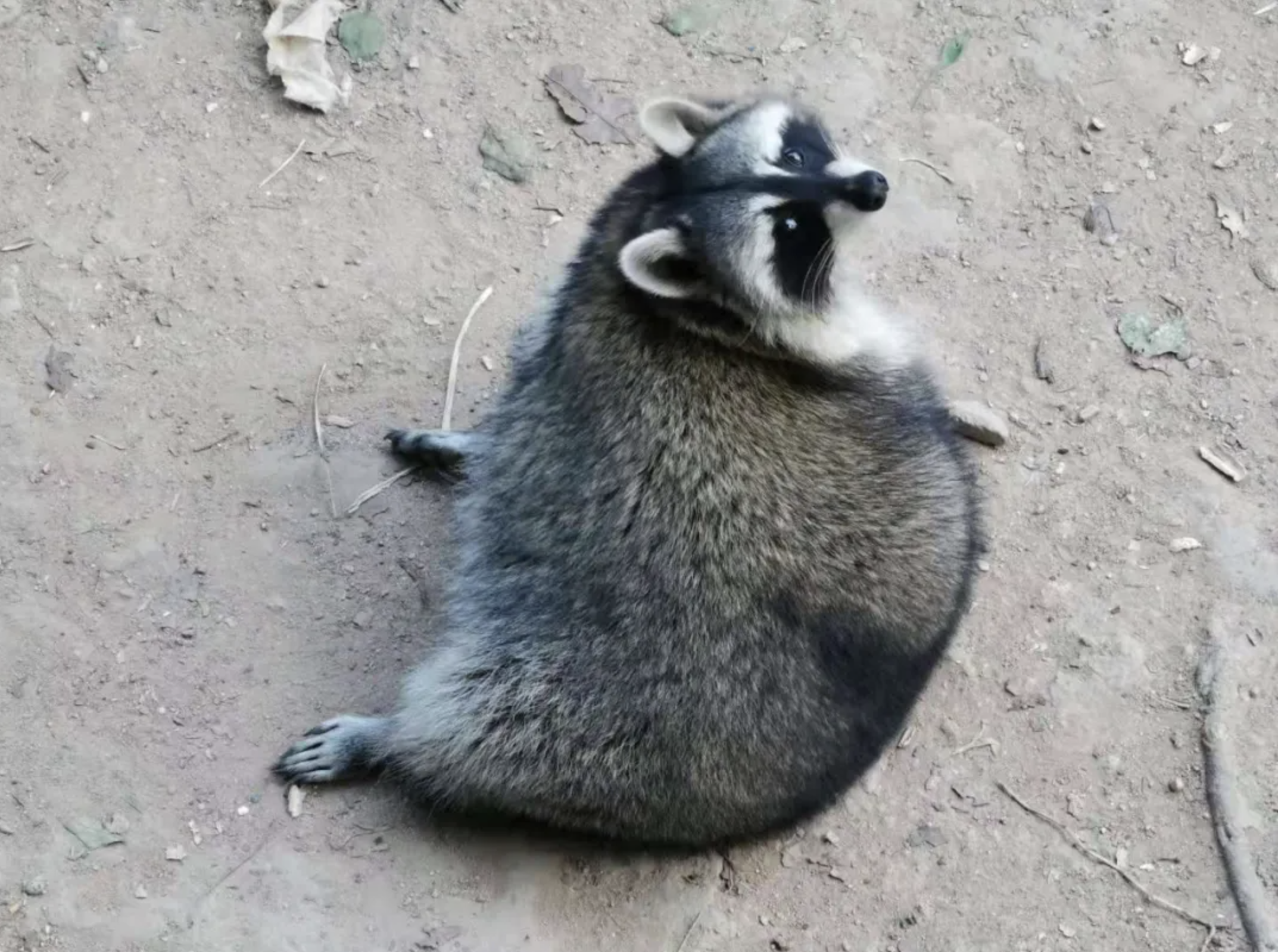 吃穿不愁的生活，保持身材也變得越來越難，但，我仍然是個靈活的胖子。