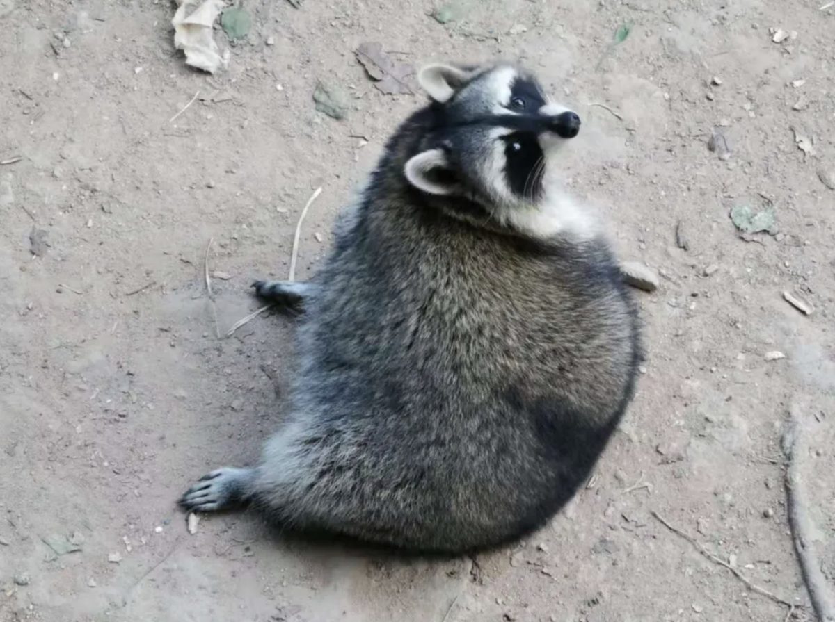 吃穿不愁的生活，保持身材也變得越來越難，但，我仍然是個靈活的胖子。