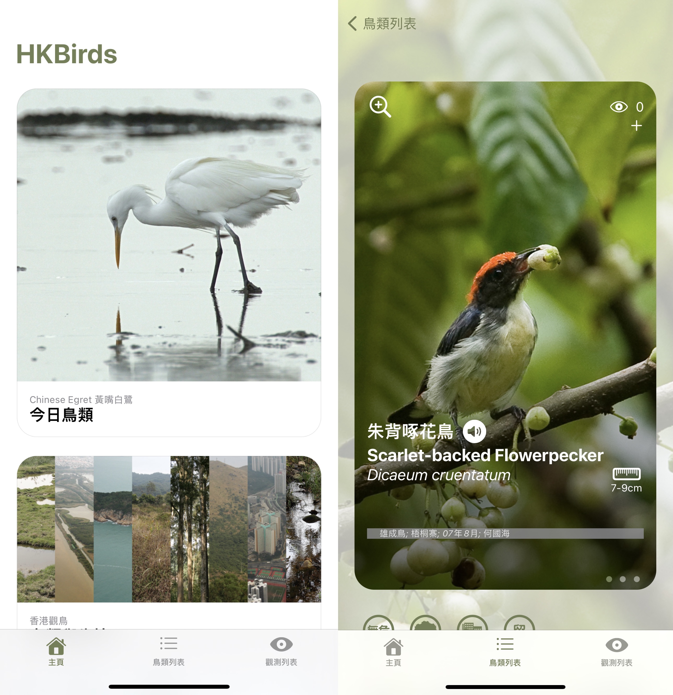 香港鳥類」App記錄本港鳥類資訊市民可隨時隨地聽鳥鳴- 生活- 點新聞