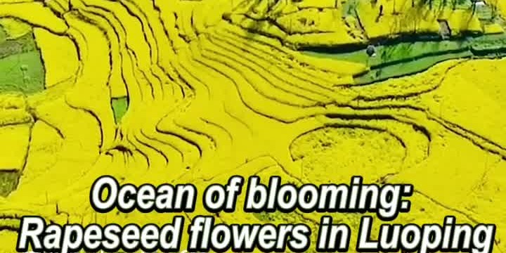OMG | Ocean of blooming: Rapeseed flowers in Luoping