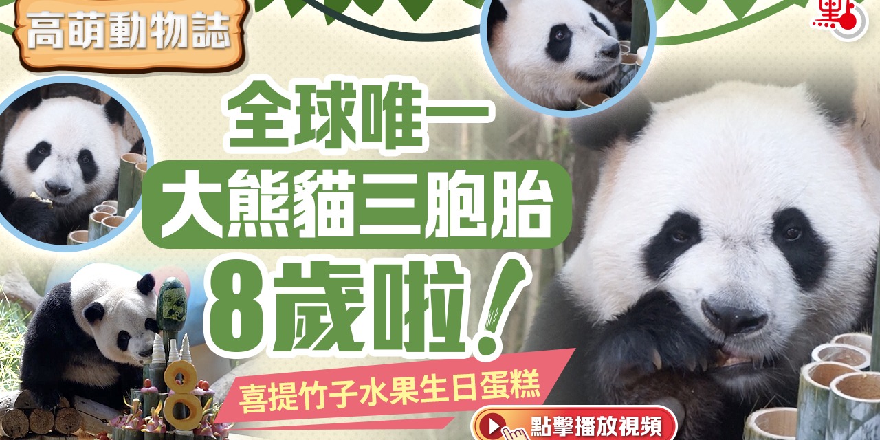高萌動物誌｜全球唯一大熊貓三胞胎8歲啦！喜提竹子水果生日蛋糕