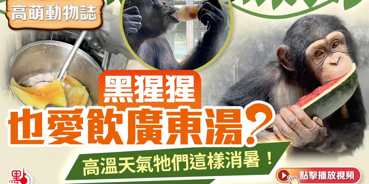 高萌動物誌｜黑猩猩也愛飲廣東湯？高溫天氣牠們這樣消暑！