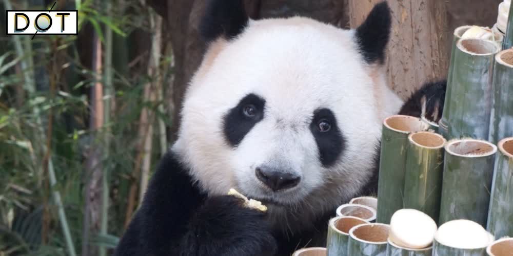 Watch This | Enjoy 'bamboo cake': World's only giant panda triplets celebrate their 8th birthday