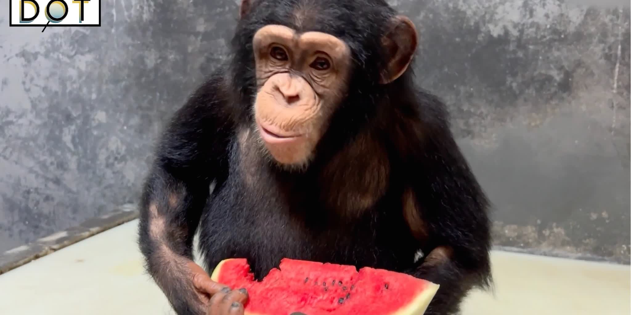 Watch this | Chimpanzees at Guangzhou Zoo fed with Cantonese soup to beat the summer heat
