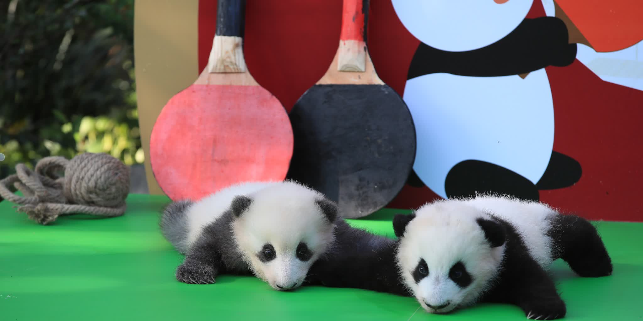 （有片）喜迎國慶　「2022級」熊貓幼崽高萌亮相