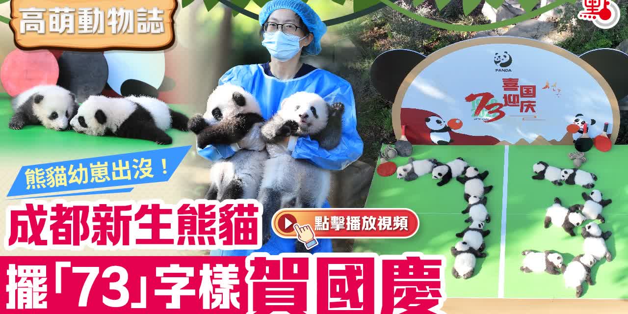 高萌動物誌｜熊貓幼崽出沒！成都新生熊貓擺「73」字樣賀國慶
