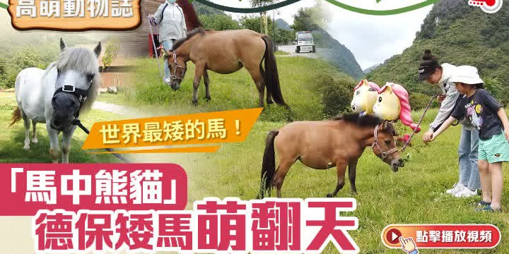 高萌動物誌｜世界最矮的馬！「馬中熊貓」德保矮馬萌翻天