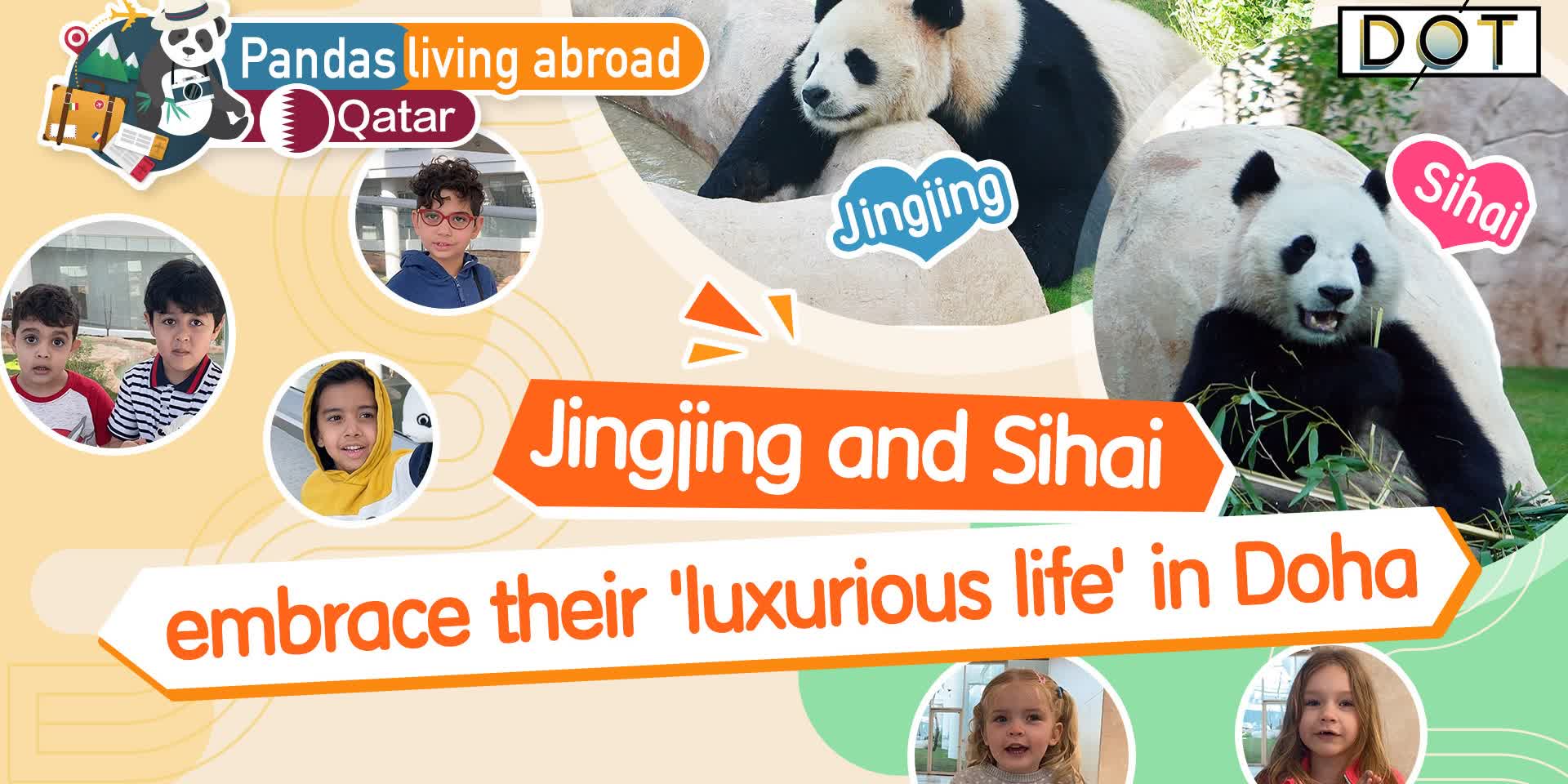 Pandas living abroad · Qatar｜Jingjing and Sihai embrace their 'luxurious life' in Doha