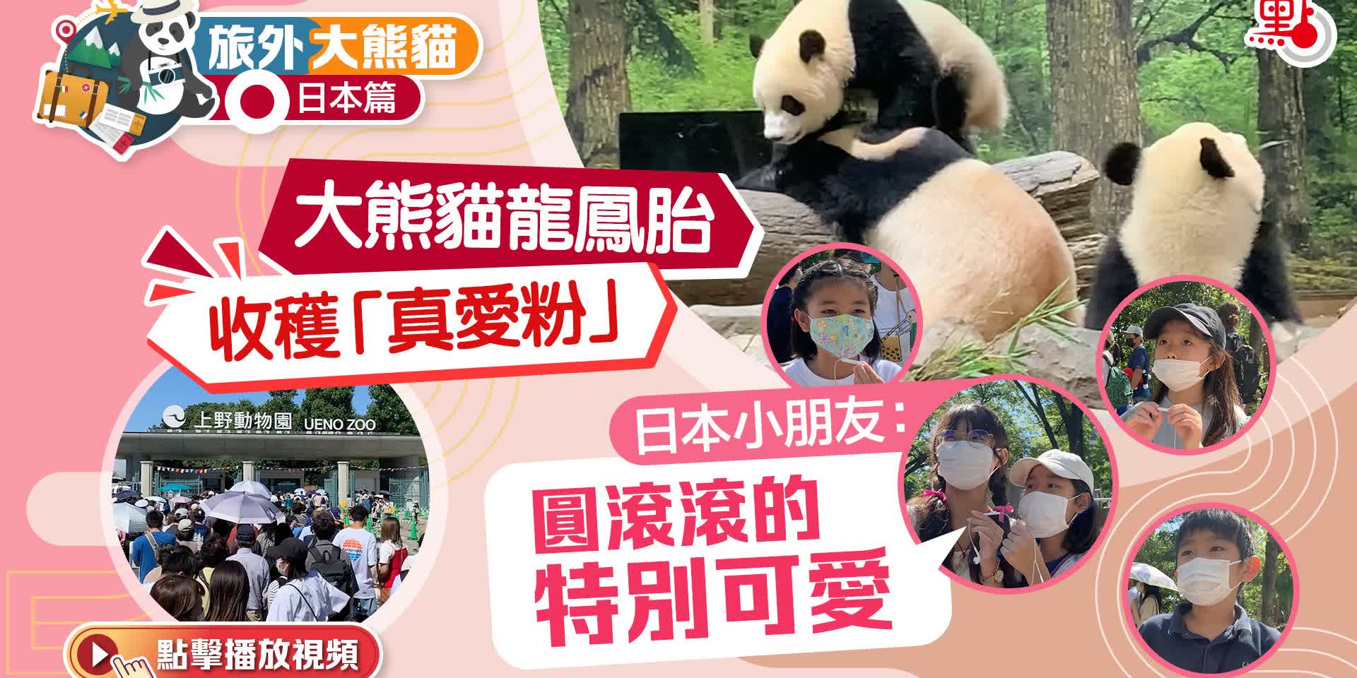 旅外大熊貓·日本篇｜大熊貓龍鳳胎收穫「真愛粉」　日本小朋友：圓滾滾的特別可愛