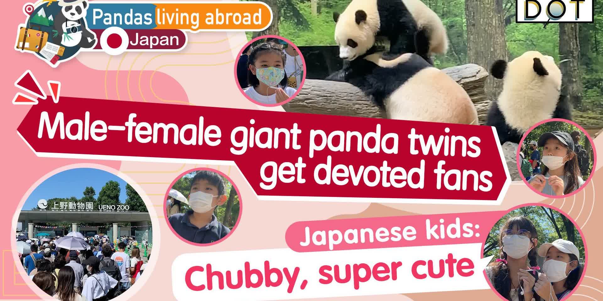Pandas living abroad · Japan | Three giant pandas attract numerous devoted fans in Tokyo