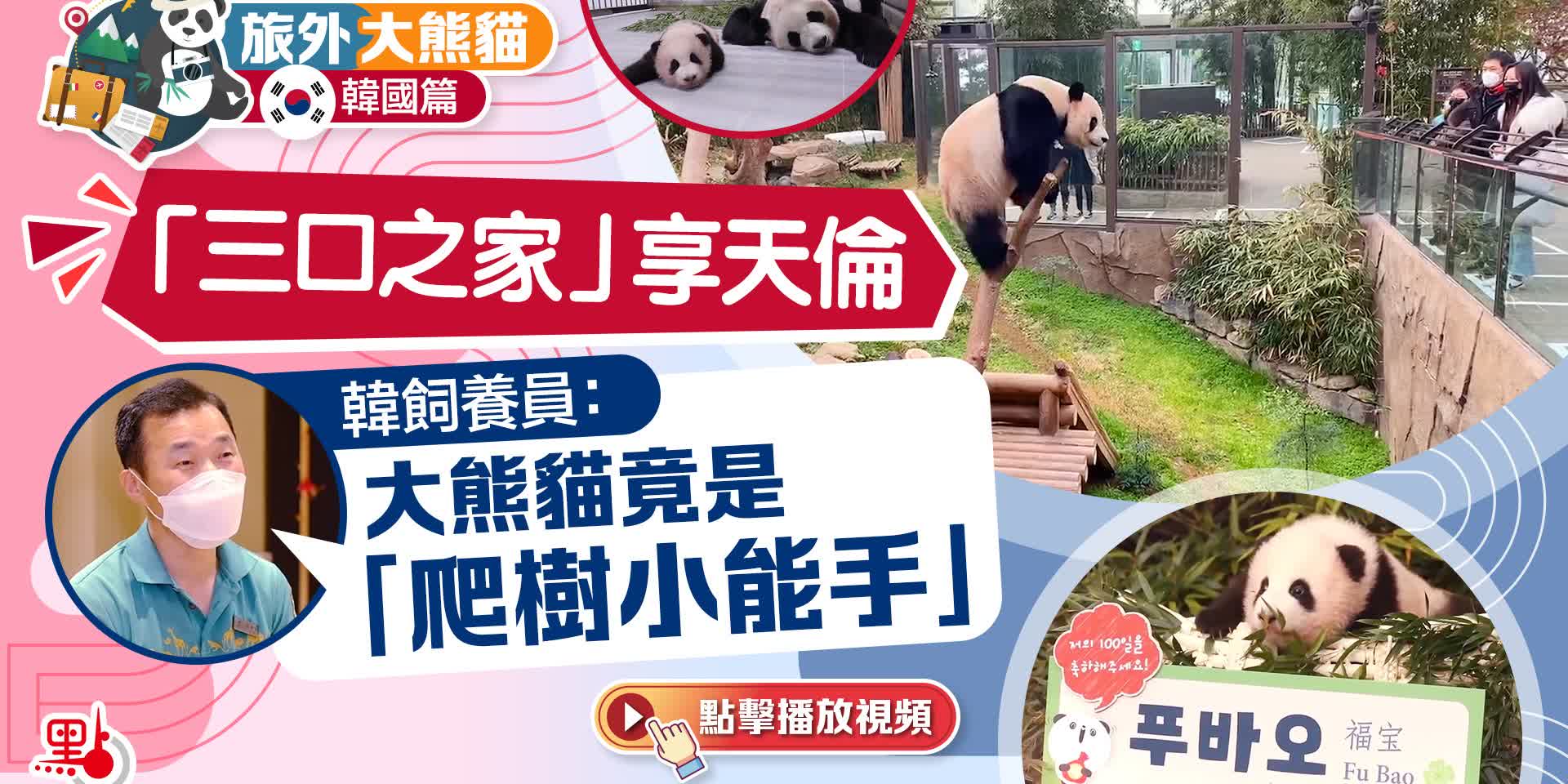 旅外大熊貓·韓國篇｜「三口之家」享天倫　韓飼養員：大熊貓竟是「爬樹小能手」