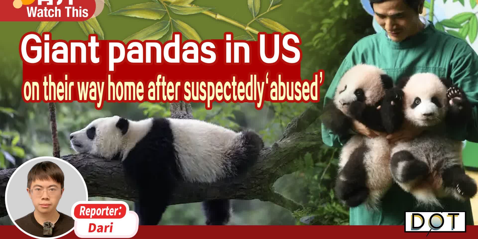Watch This | Giant pandas in US on their way home after suspected ‘abuse’
