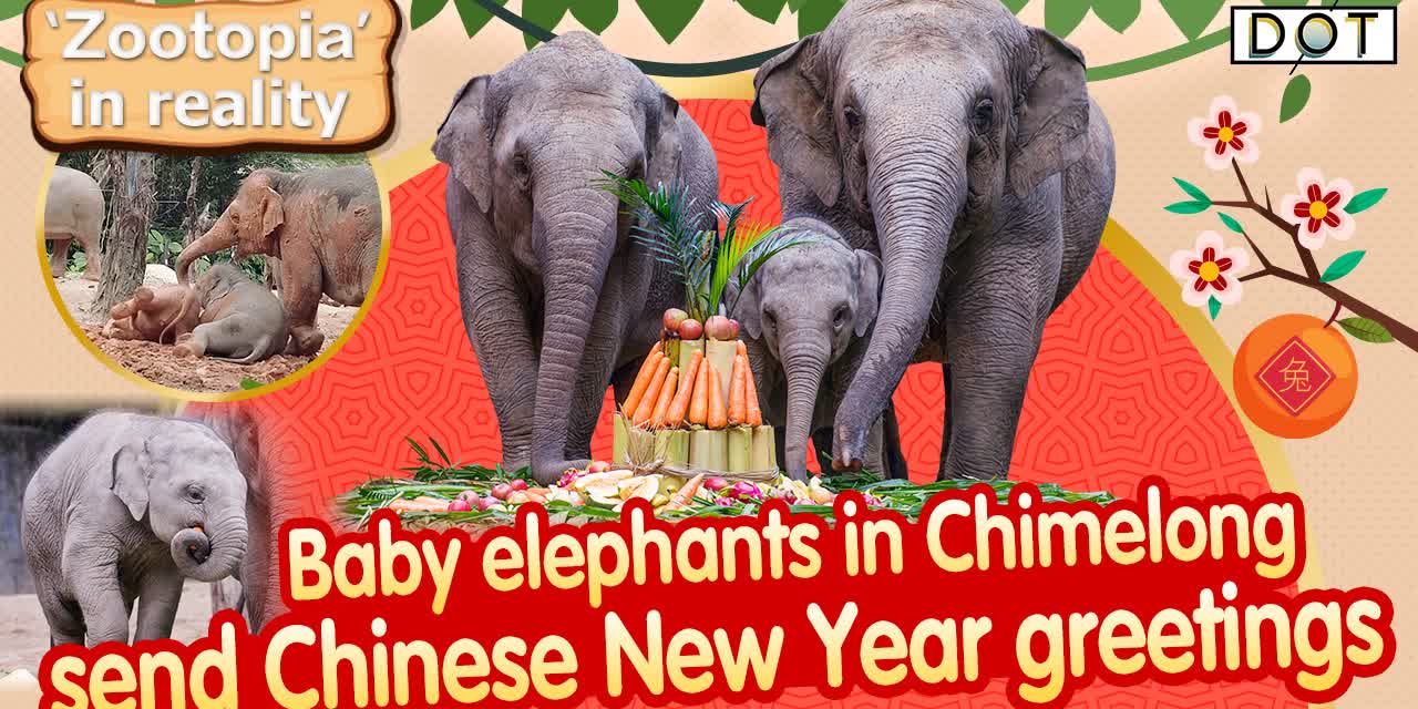 Watch This | Baby elephant in Chimelong sends Chinese New Year greetings