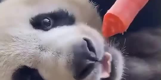 OMG | Panda's mukbang