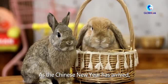 Watch This | Pet rabbits gaining popularity in Chinese Year of the Rabbit