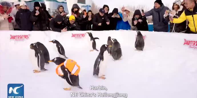 Watch This | Explore Harbin by following charming penguins
