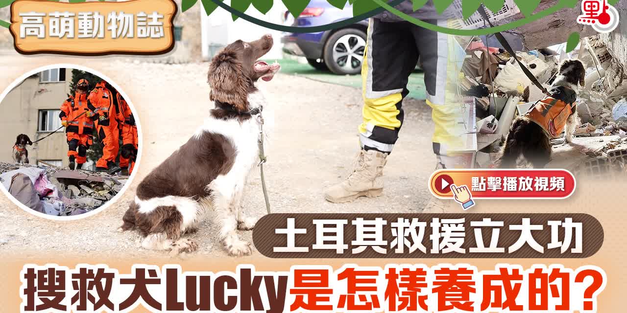 高萌動物誌｜土耳其救援立大功　搜救犬Lucky是怎樣養成的？