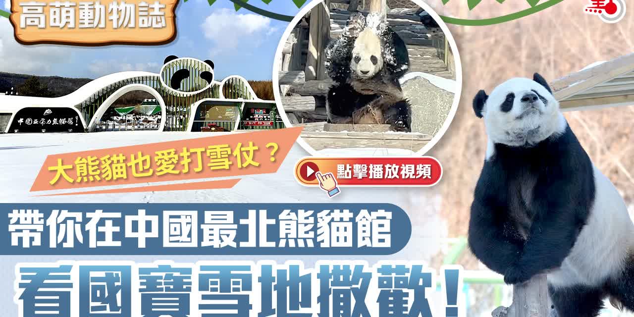 高萌動物誌｜大熊貓也愛打雪仗？帶你在中國最北熊貓館看國寶雪地撒歡！