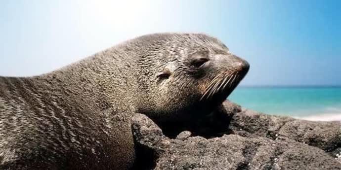 Seal's mystery ability to tolerate toxic metal could aid medical research